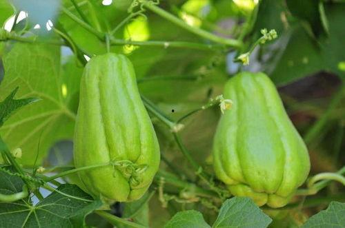 佛手瓜贵州咋吃,佛手瓜的独特吃法探索