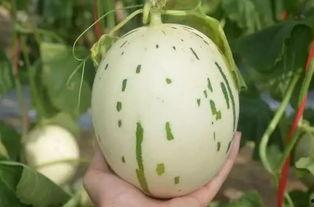 流星瓜怎么吃呀,解锁美味新体验