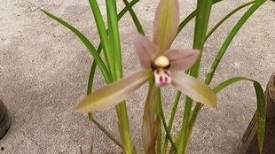 春兰在线吃瓜,揭秘网络吃瓜背后的趣味与真相