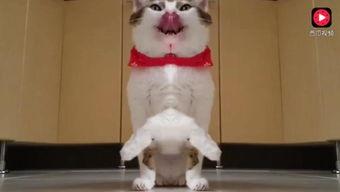 小猫吃瓜视频,萌态十足引网友爆笑