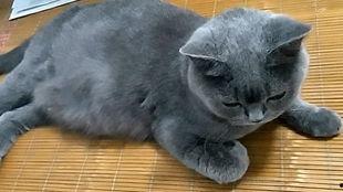 小猫吃瓜视频,萌态十足引网友爆笑