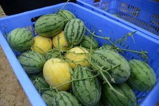 滨江业主群吃瓜,一场吃瓜盛宴背后的社区风云