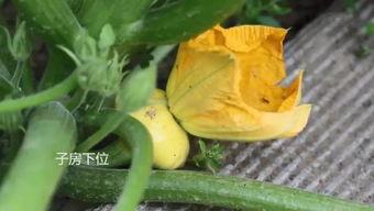 滨江业主群吃瓜,一场吃瓜盛宴背后的社区风云