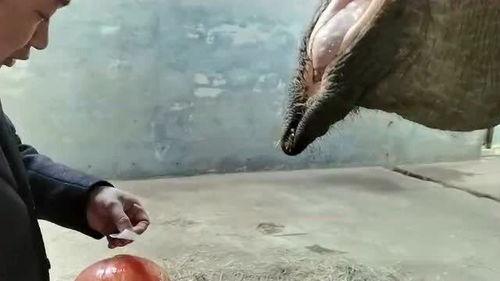 吃瓜盟主说大象,大象背后的故事与传奇