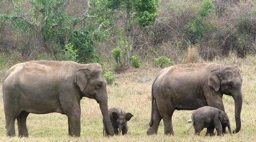 吃瓜盟主说大象,大象背后的故事与传奇